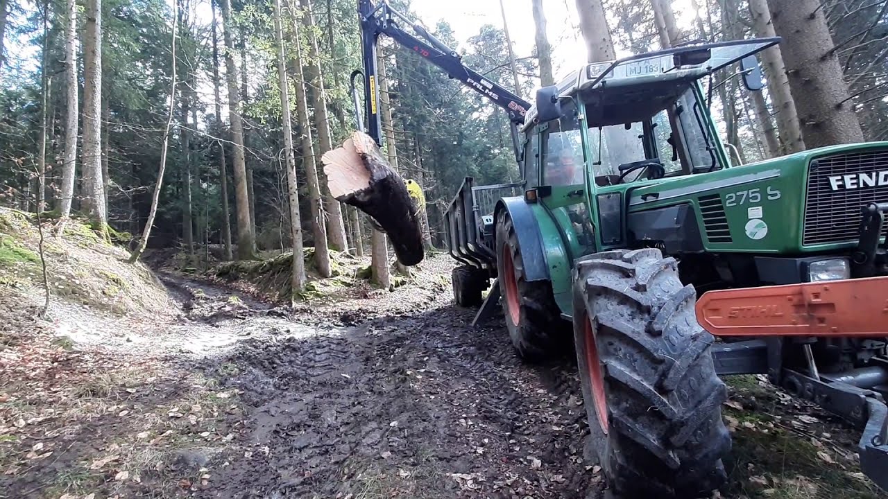 Stihl 088 mit 75cm Schwert Buche fällen