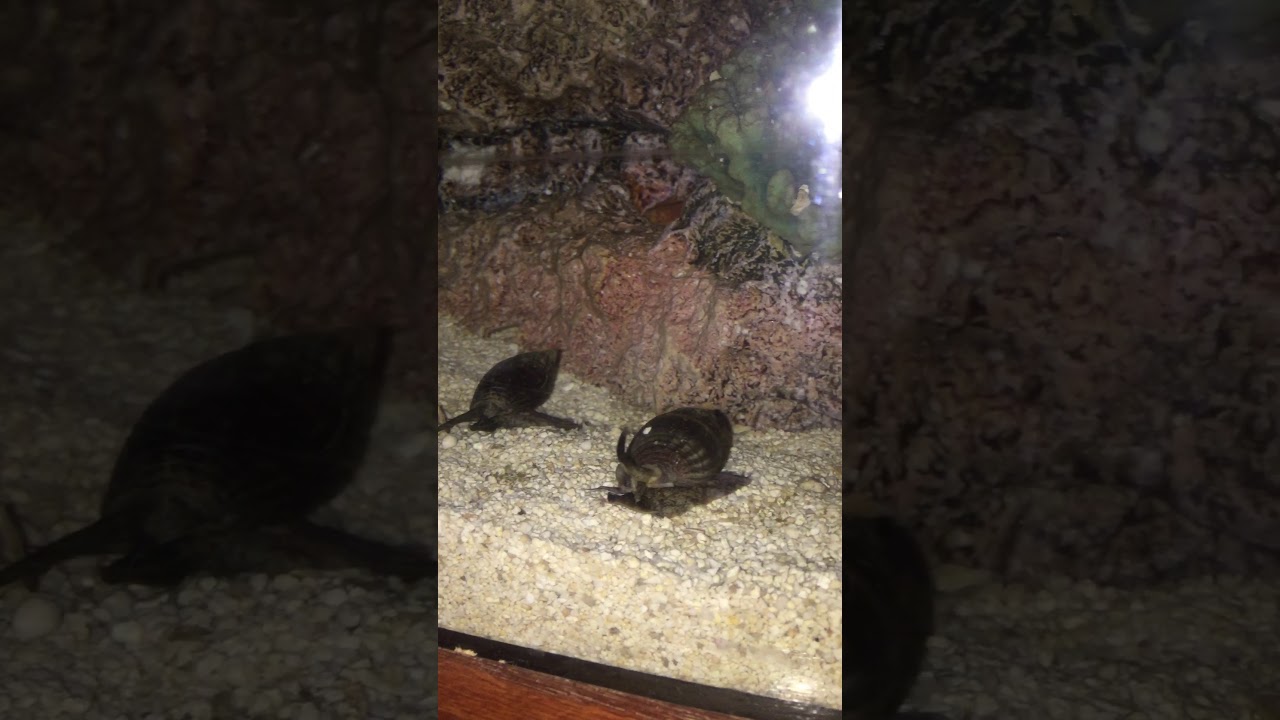 nassarius snails
