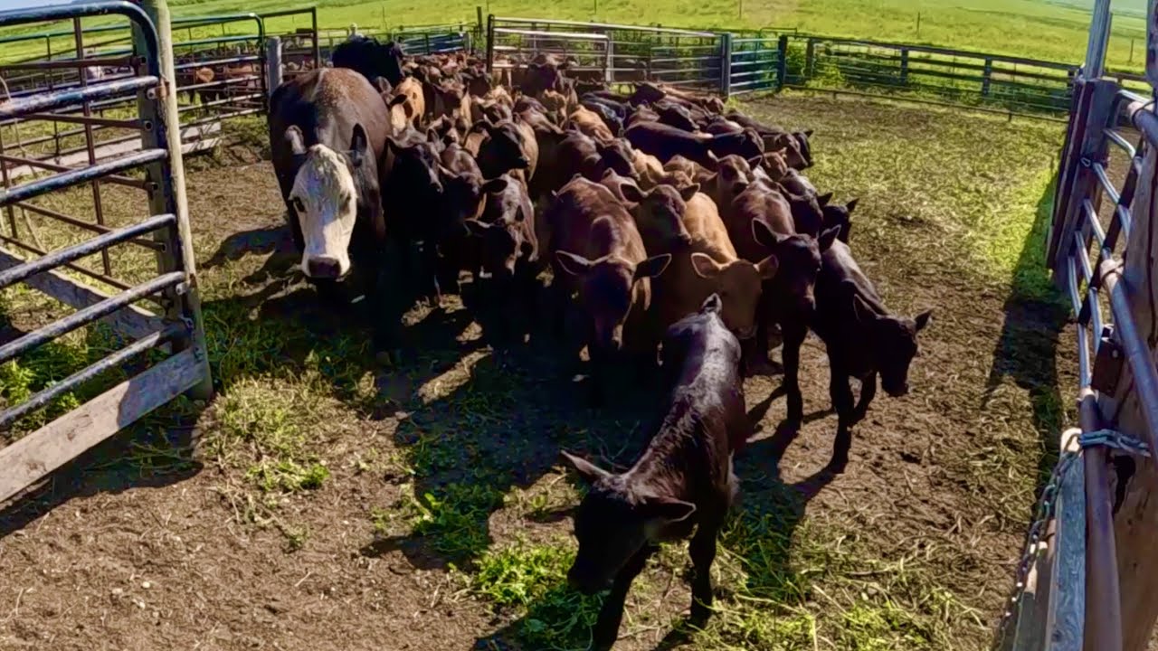 Day In The Life of A South Dakota Rancher! Pt. 2