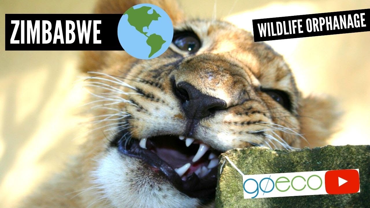 GoEco VOLUNTEER Trip Vlog - The Orphanage SAVING Africa’s Wildlife
