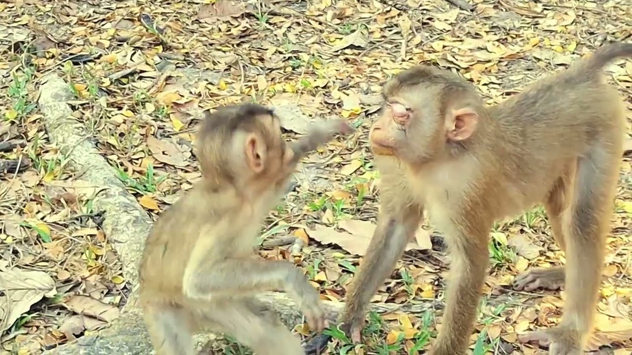Adorable Baby Monkey in Angkor Area,#1234.