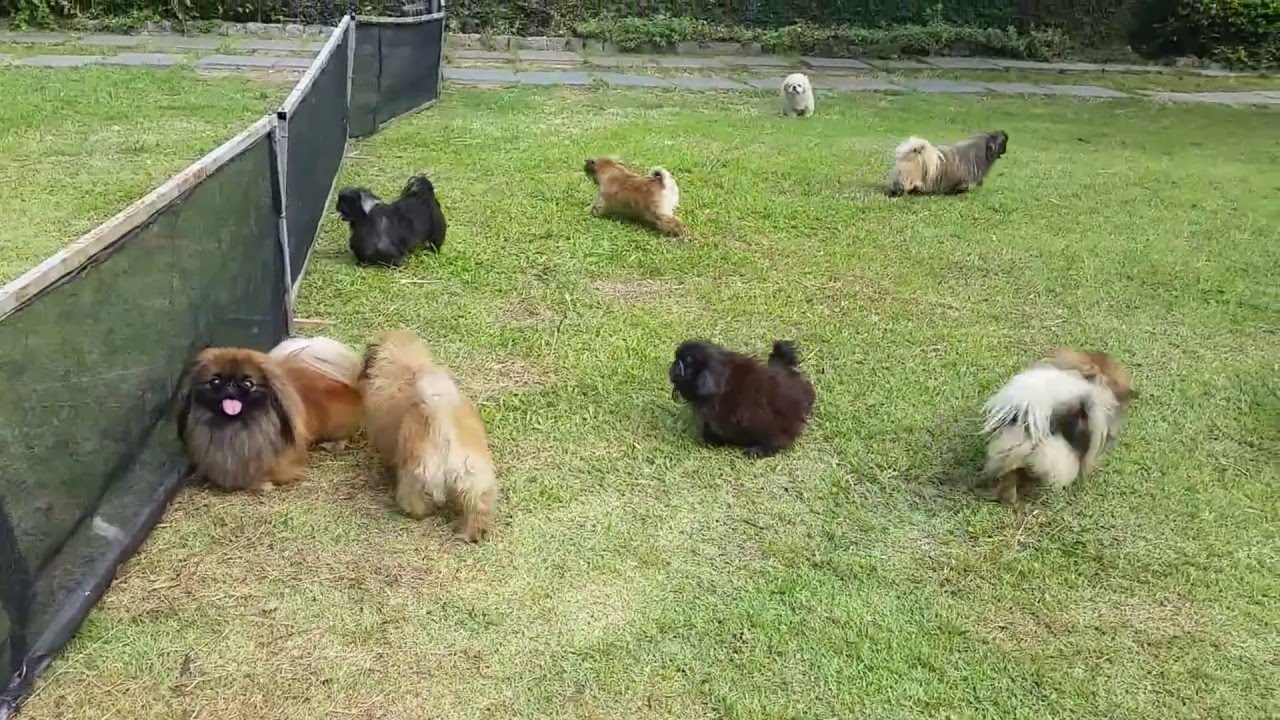 Cachorro pequines - machos e fêmeas do Canil