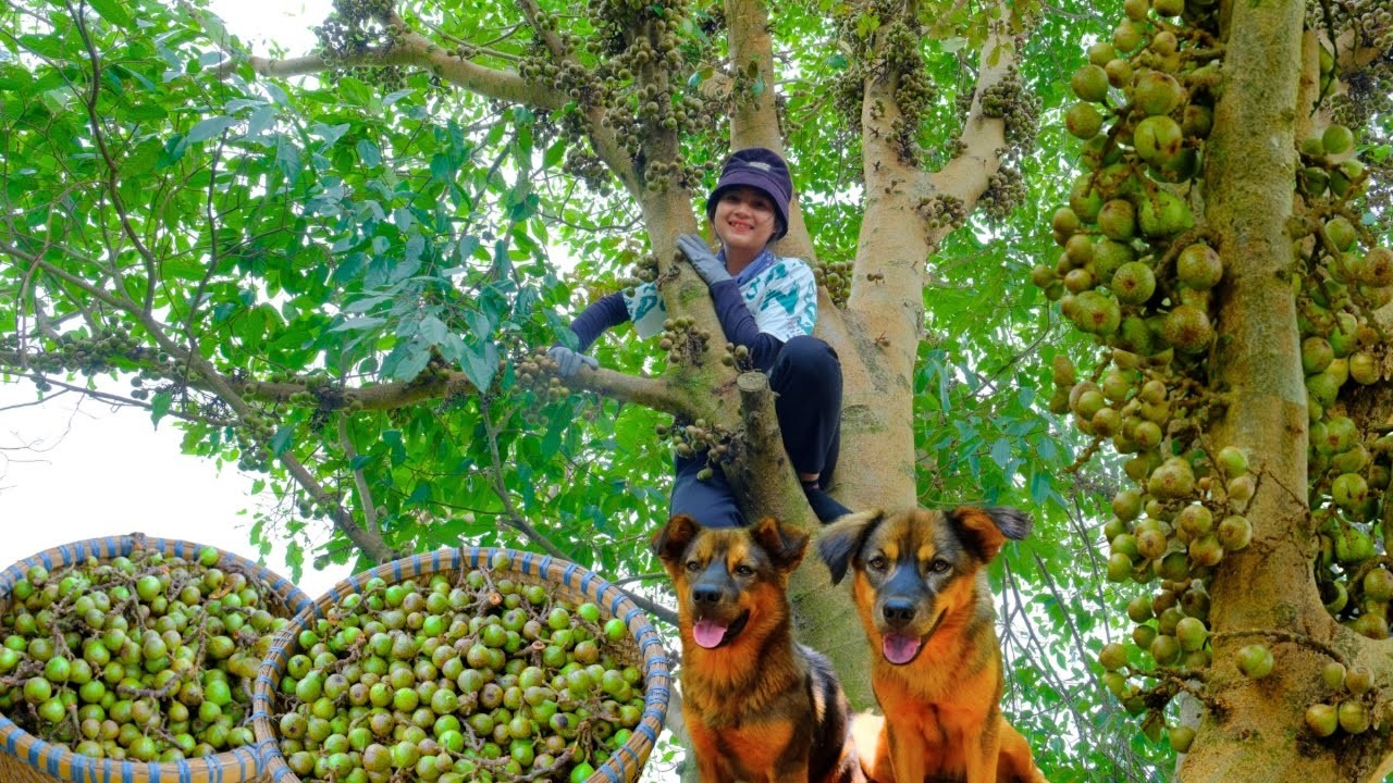 Harvesting Figs Goes To Market Sell - Fertilizing Vegetables, Taking Care of Puppies