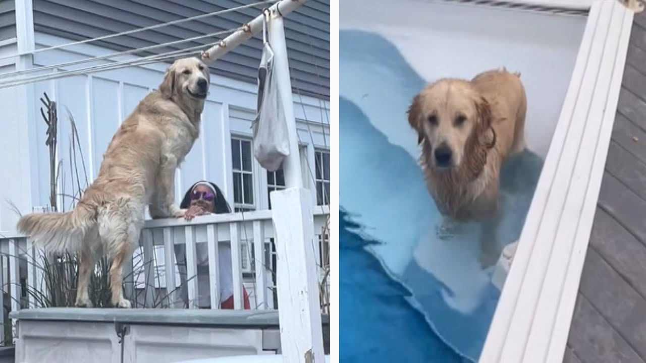 Dog Caught Sneaking Into Neighbor’s Yard to Swim