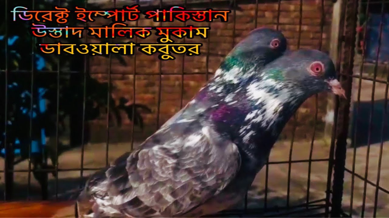 #ডিরেক্ট ইম্পোর্ট পাকিস্তান #উস্তাদ মালিক#মুকাম# ডাবওয়ালা# কবুতর #pakis#highflyer#pigeon #dabwala#