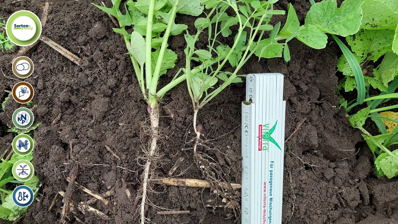 Saaten-Union: Zwischenfrüchte | SortenGreening® AGRONOM + Sommerwicke