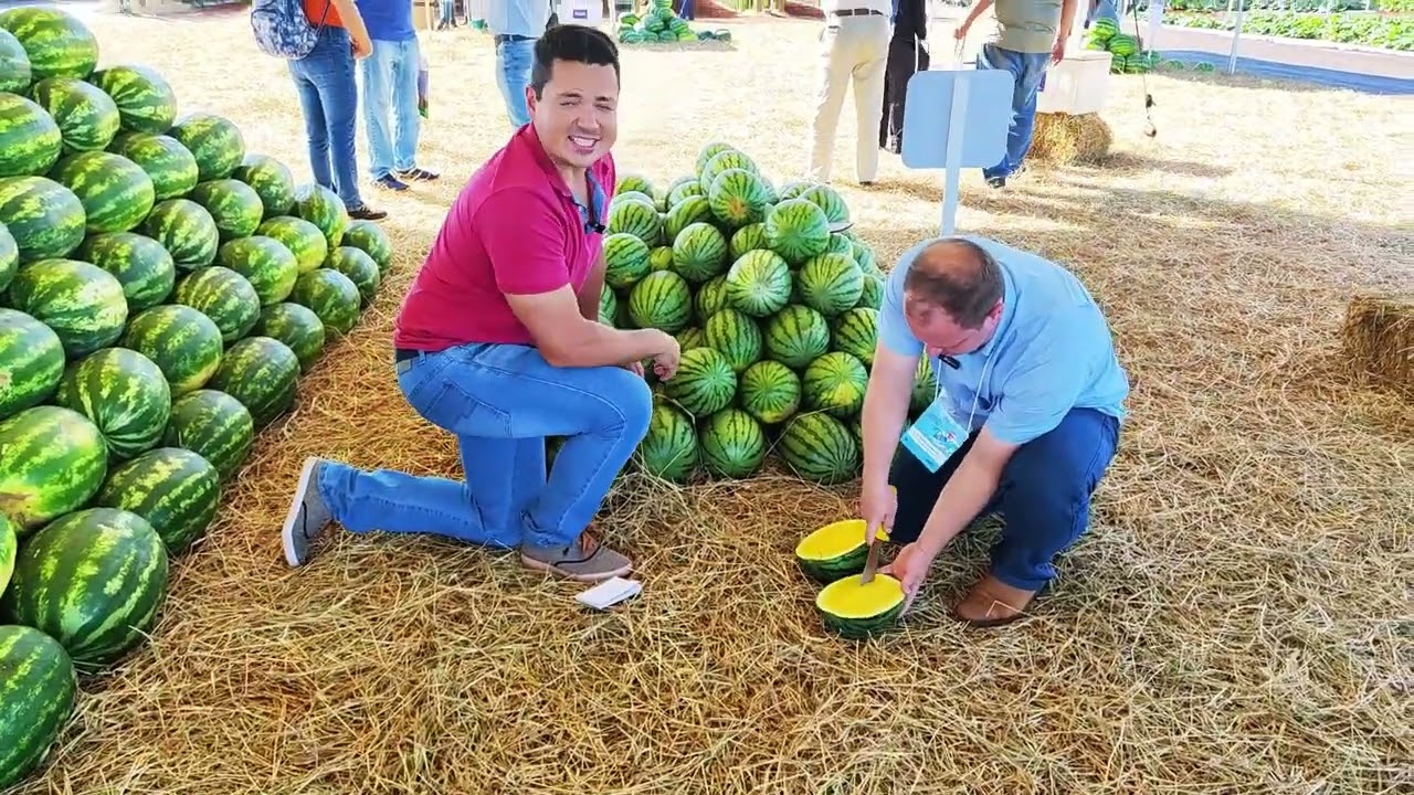 Melancia ROCHEDO no OFD da Agristar