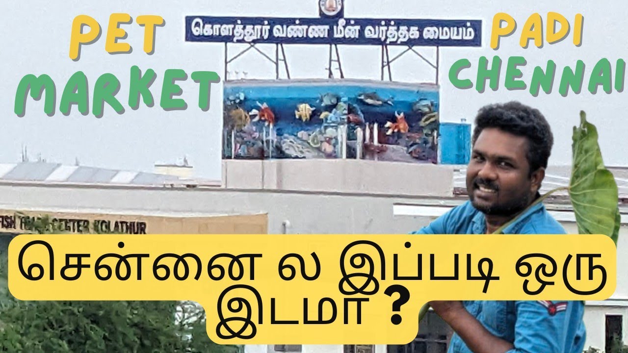 🔥 Kolathur Fish Market Chennai | Modern Ornamental Fish Trade Centre 🐠 | Gypsy Life Exploration