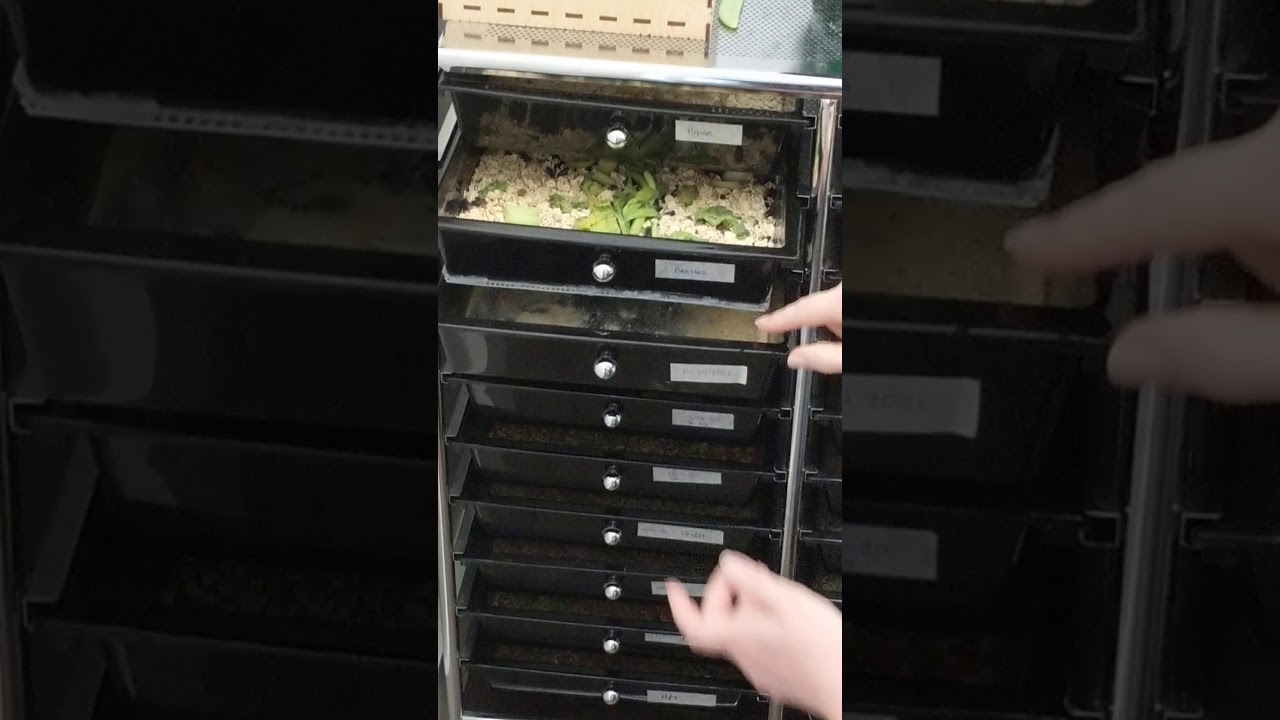 Jill's Mealworm Farm