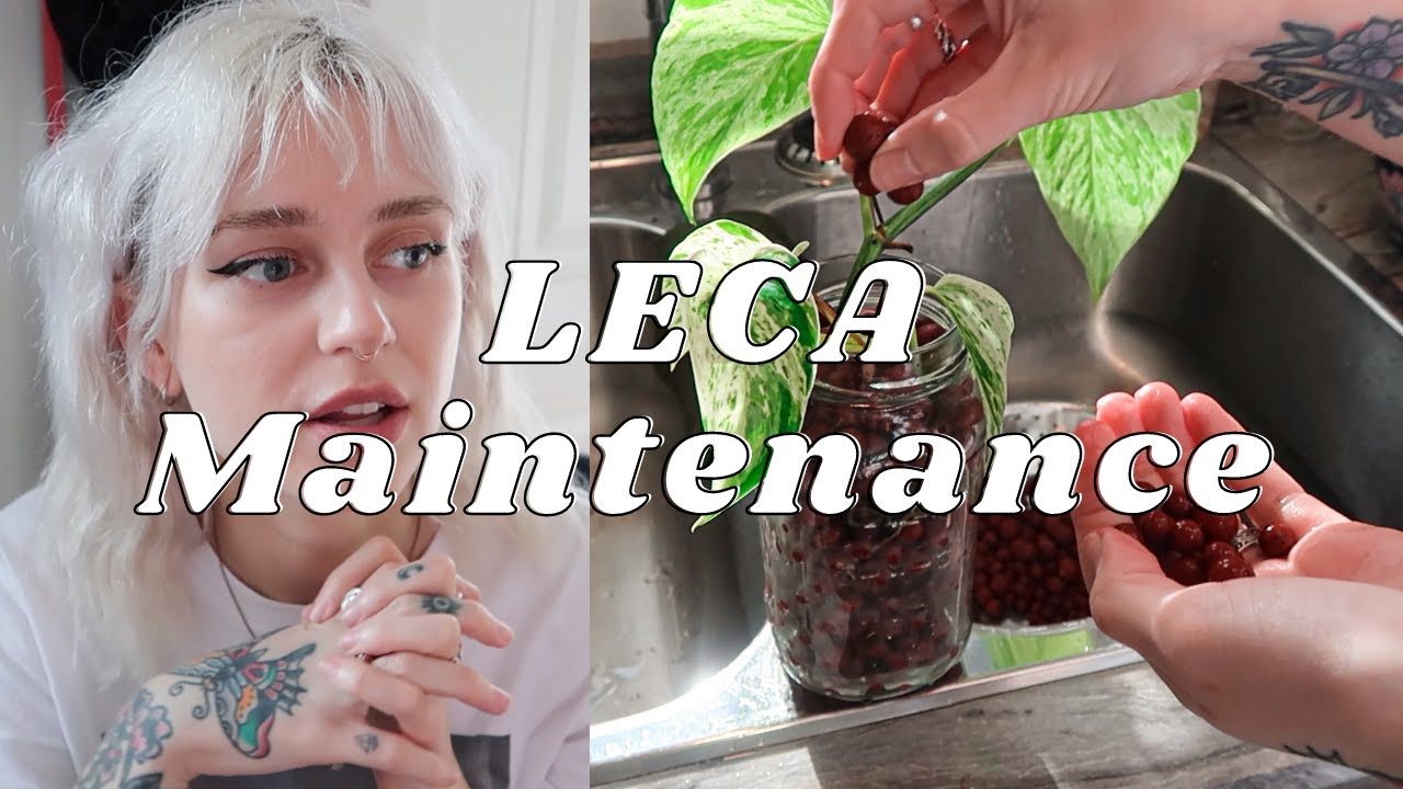 LECA Update + Maintenance | Pros + Cons, Nutrients, FAQ