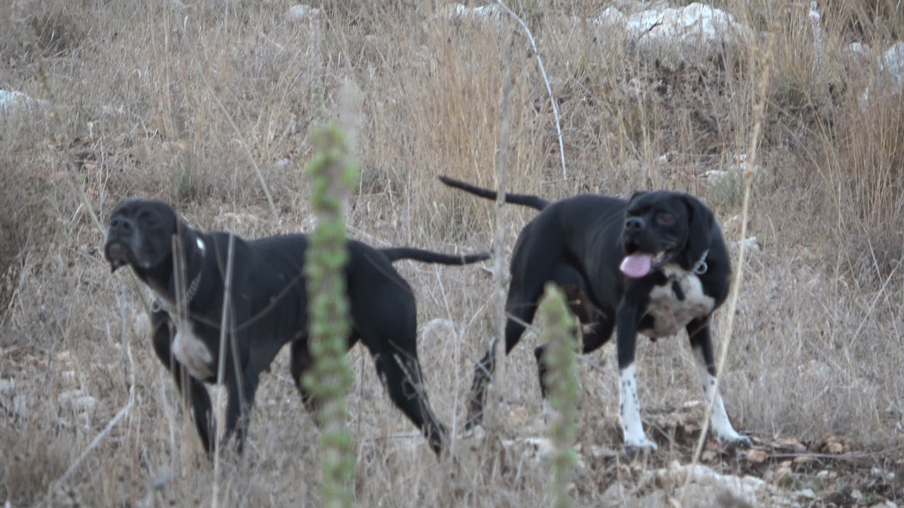 Royal pointer kennels