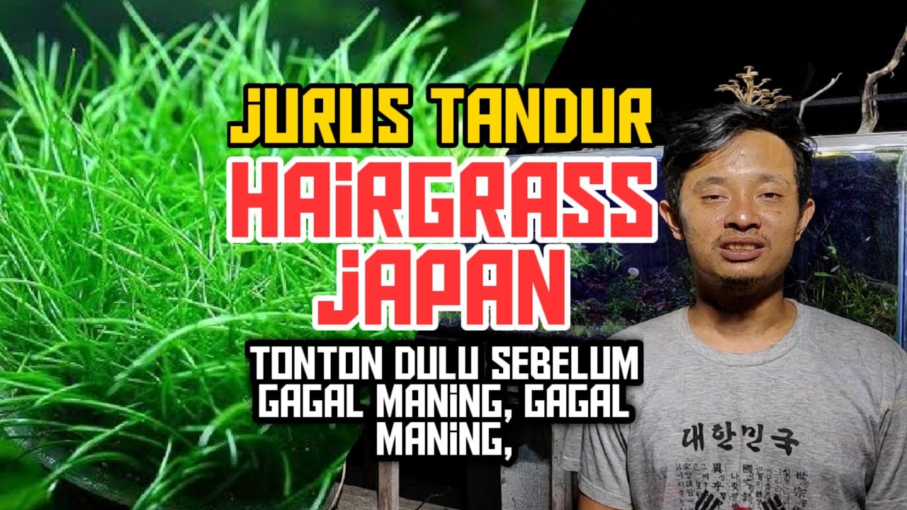 Japanese hairgrass, a carpet plant to test your aquascape skills, TANDUR JURUS #004