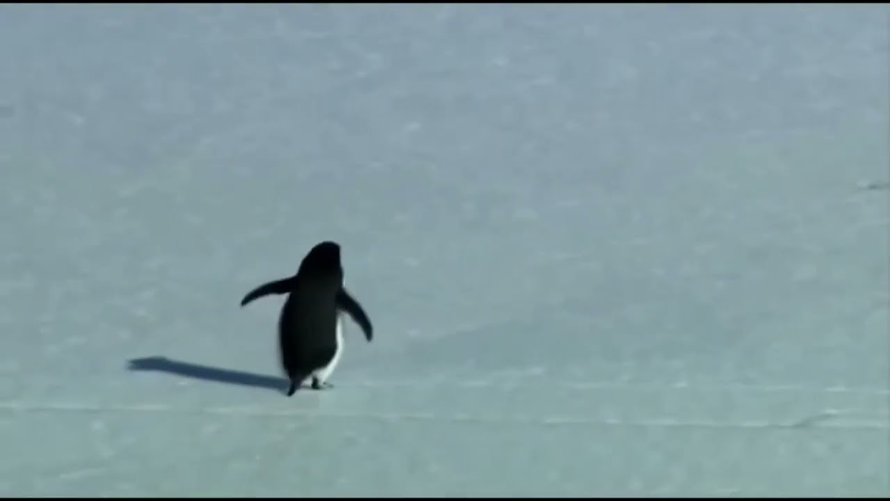 The indomitable penguin spirit