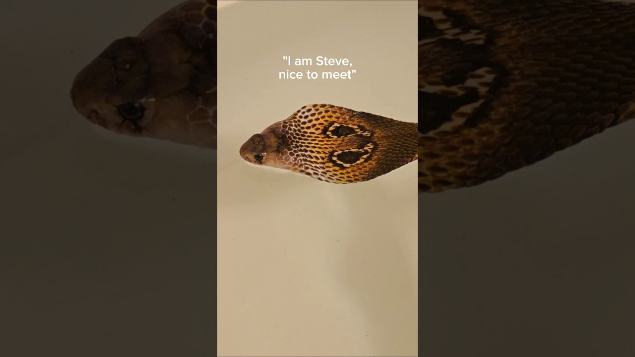 Steve has me on edge. #reptiles #venomoussnakes #pets #cobra