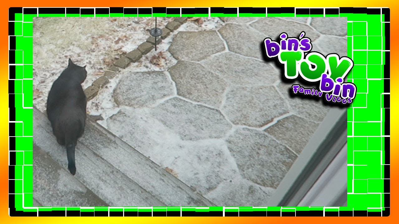 ONYX ESCAPES! Cat on the Loose!! 3.25.2016 | Bins Toy Bin Daily Vlogs