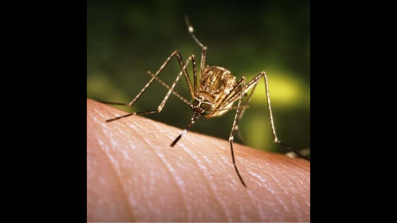 NOAA & CDC:  Ventures in Public Health and Weather (Dr. Karen Holcomb)