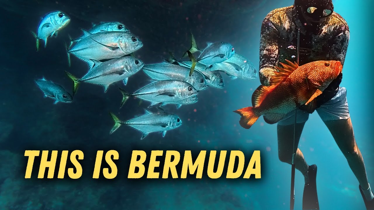 Spearfishing & Shipwrecks - Diving The Triangle (Bermuda 2025)