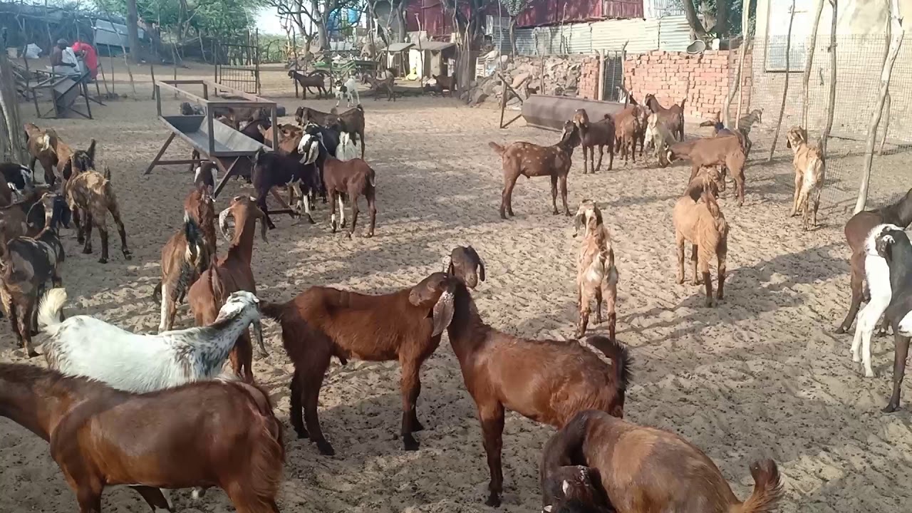 Jmd goat farm village makarwali district ajmer rajasthan ajmer station se 8km only. 9982142491..
