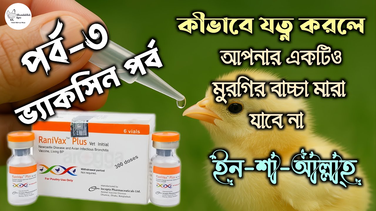 মুরগির বাচ্চা পালন প্রশিক্ষণ, পর্ব-৩ 🐓🐣🐤 #chicken #poultry #মুরগির_বাচ্চা #ভ্যাকসিন 