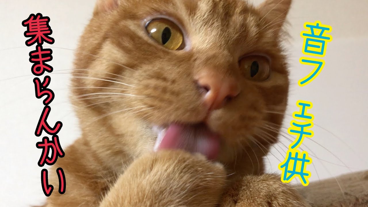 【ASMR】猫の毛繕いを超至近距離で撮影！舌の音とゴロゴロ音が堪らない！