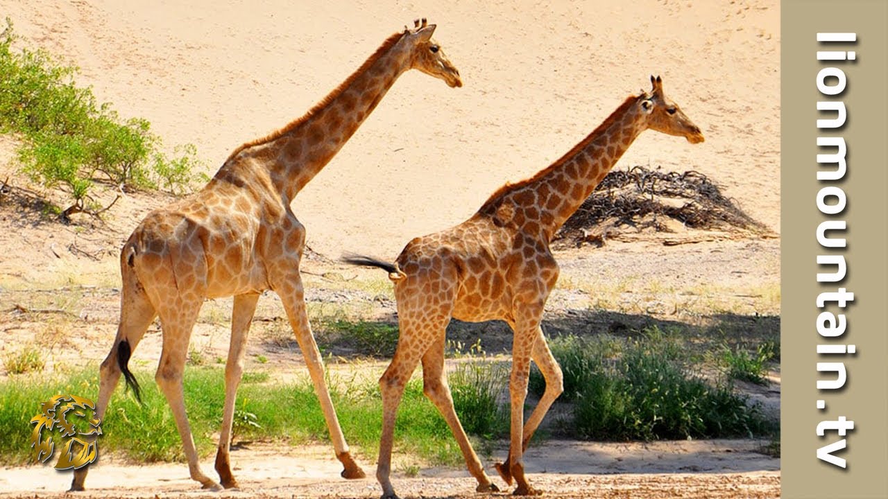 Desert Lions vs Giraffes &ndash; An Epic Standoff in Namibia&rsquo;s Wild Hoanib!