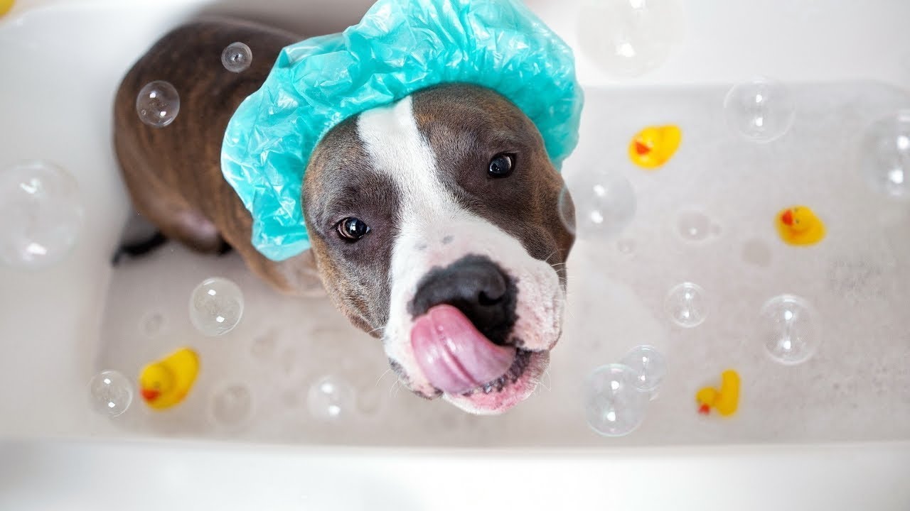 Funny Dogs Who Love And Enjoy Bath!