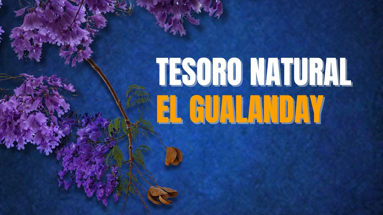 Cuidados y beneficios del Gualanday 🌳