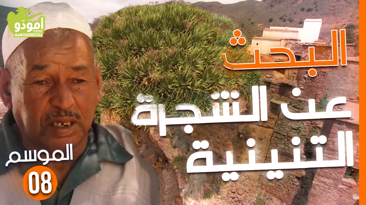 Amouddou TV 124 À la recherche du Dragonnier أمودّو/ البحث عن الشجرة التنينية