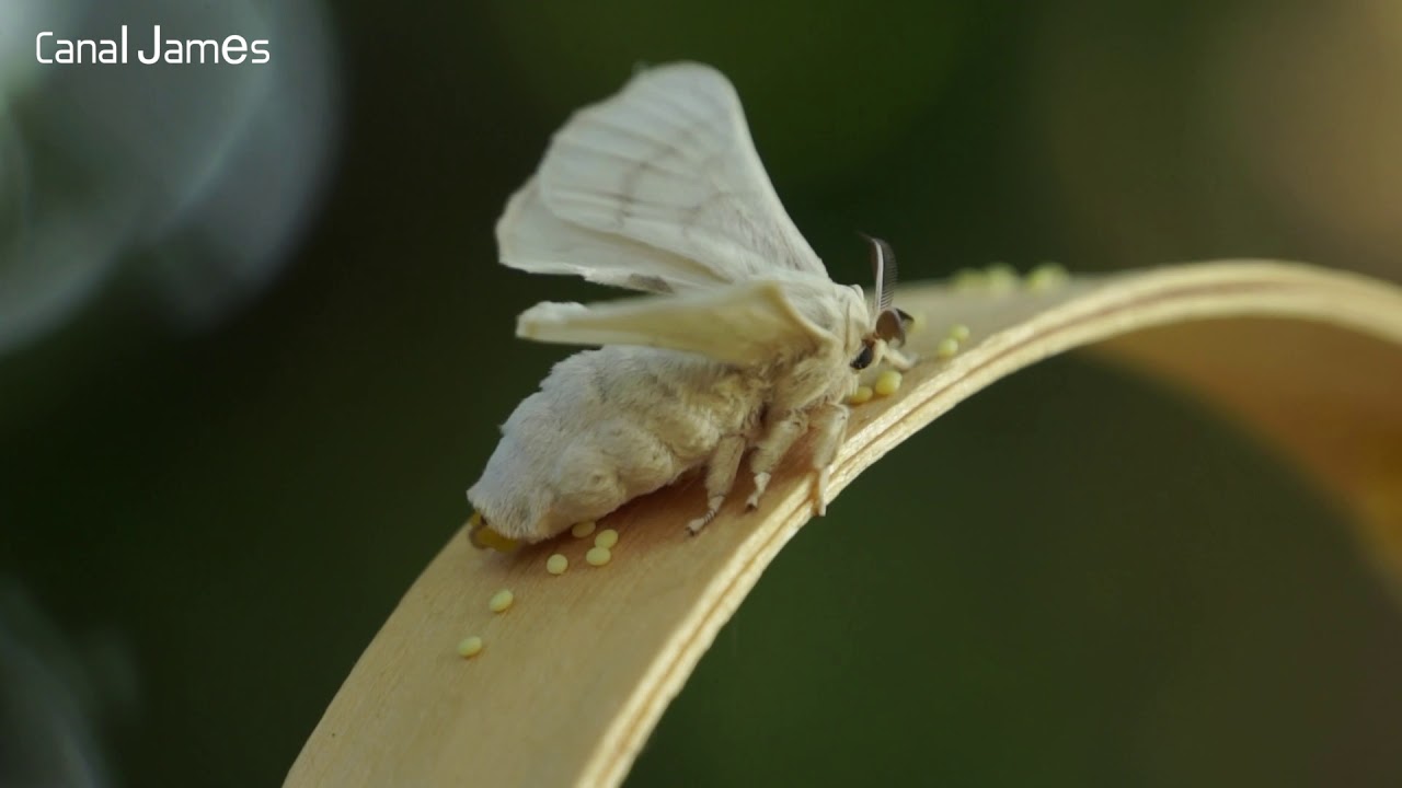 Bombyx Mori
