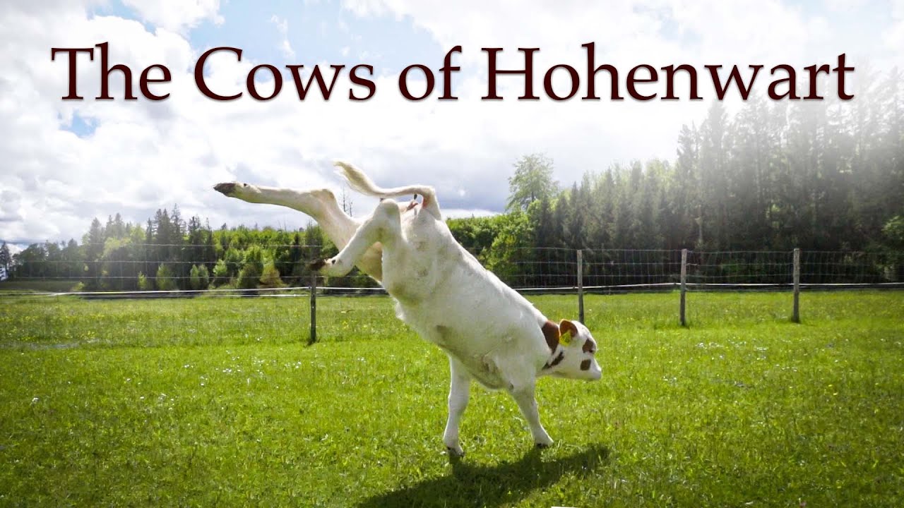 The Cows of Hohenwart - relaxing footage of kinder world  // Sanctuary/Lebenshof