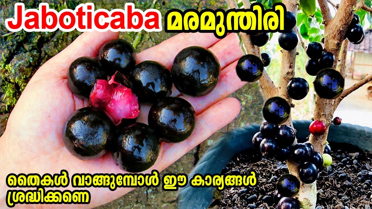 ജബോട്ടിക്കബ തൈകൾ വാങ്ങുമ്പോൾ/ jaboticaba Malayalam/#jaboticaba/#Exoticfruits/ jaboticaba red Hybrid