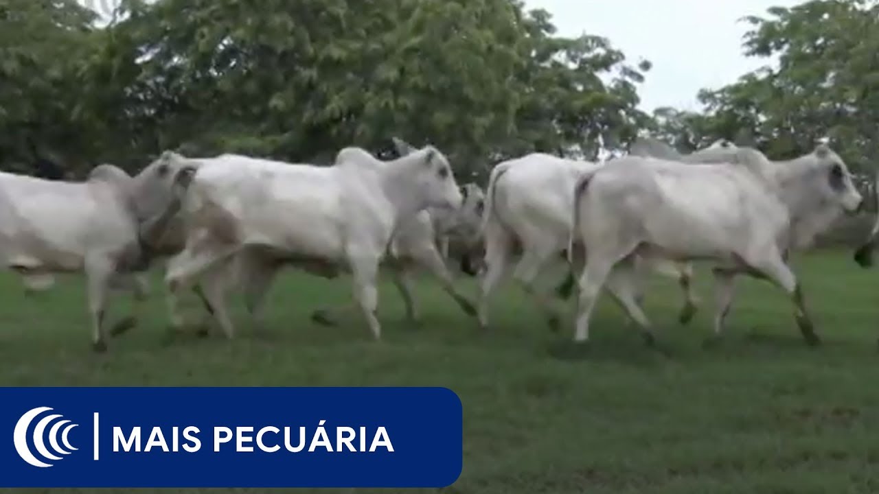 Projeto identifica precocidade sexual de machos bovinos