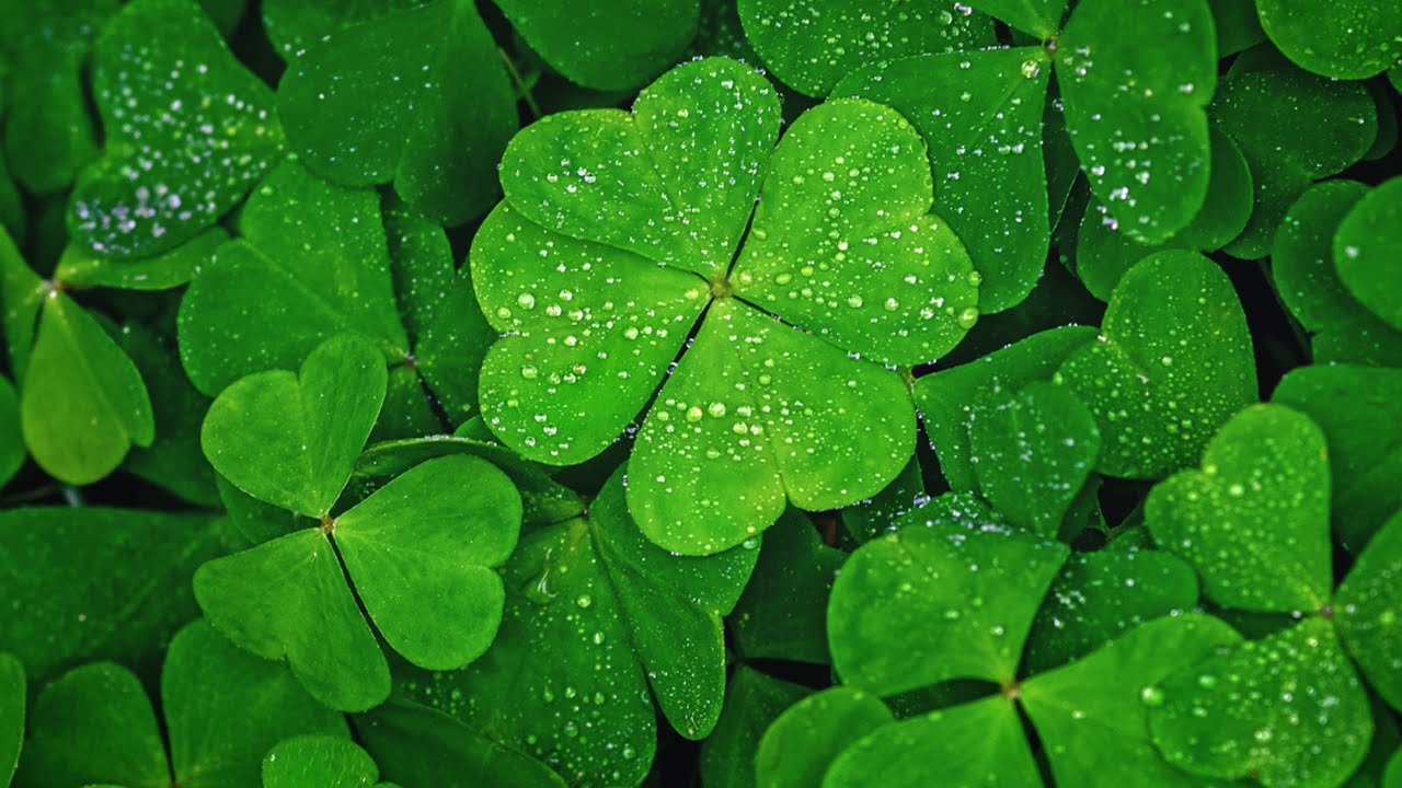 St. Patrick’s Day Fishing Stream!￼