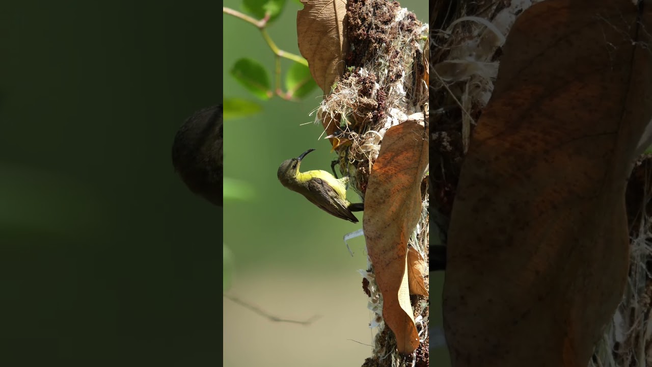 Olive-backed Sunbird mother feeds insects to her chicks. 