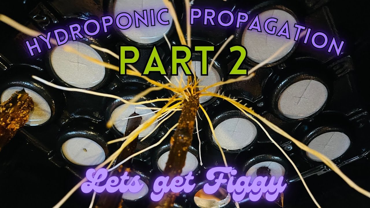 FIG TREE HYDROPONIC PROPAGATION - PART 2