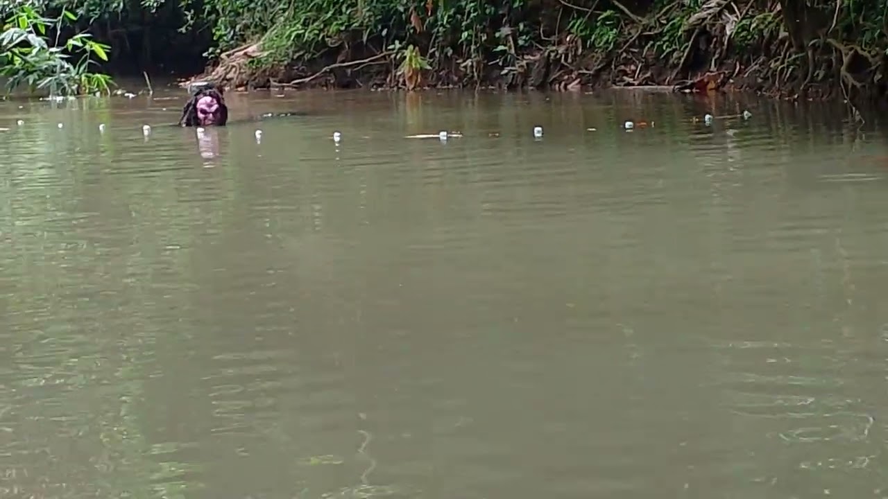 petualang melihat dengan jelas ada dua ekor hantu air berkeliaran di sungai