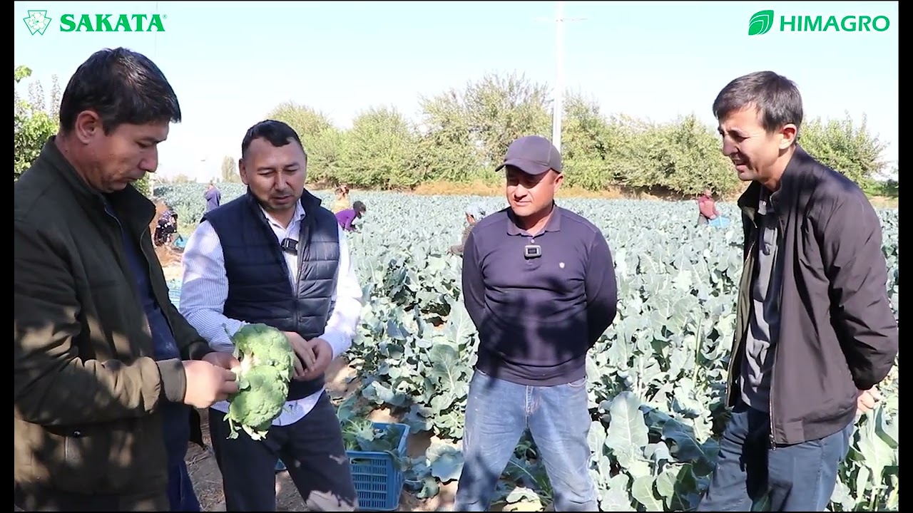 BROCCOLI КАРАМИНИ ЯНГИ ИСТИҚБОЛЛИ ЭКСПОРТБОП MYKONOS F1 ДУРАГАЙИ