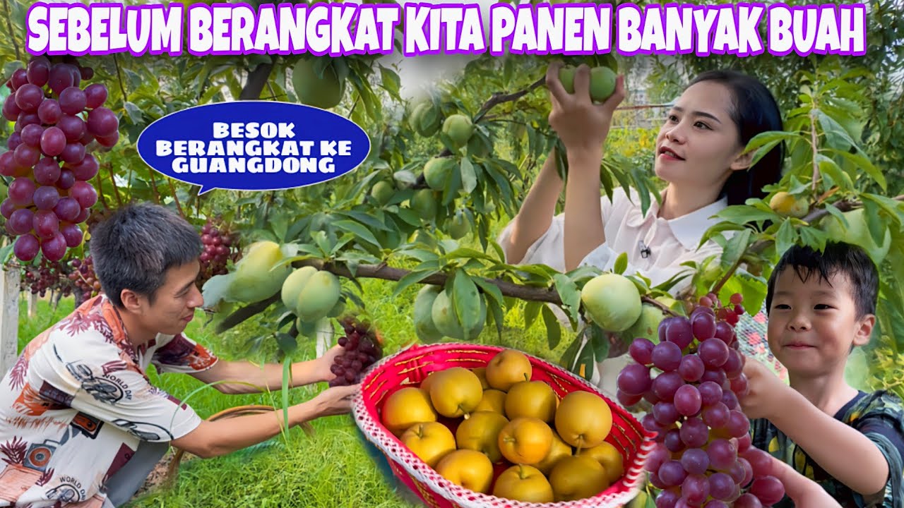 SEBELUM BERANGKAT KE GUANGDONG PANEN PEAR SINGO, ANGGUR DAN PLUM HIJAU DULU, DIAKHIR ADA KEJUTAN