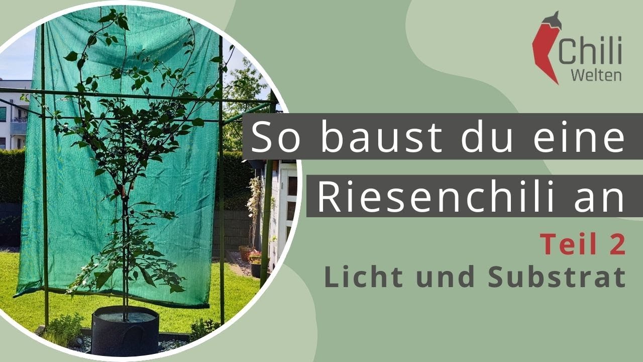 Mach 2025 zu deinem besten Chili-Jahr! - Anleitung zum Anbau einer Riesen-Chili Teil 2