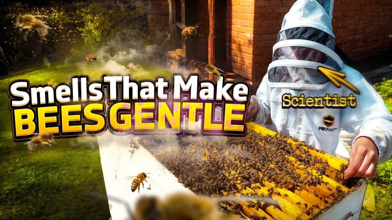 Bee Stings Tested in the Lab - The Results Were Not What We Expected