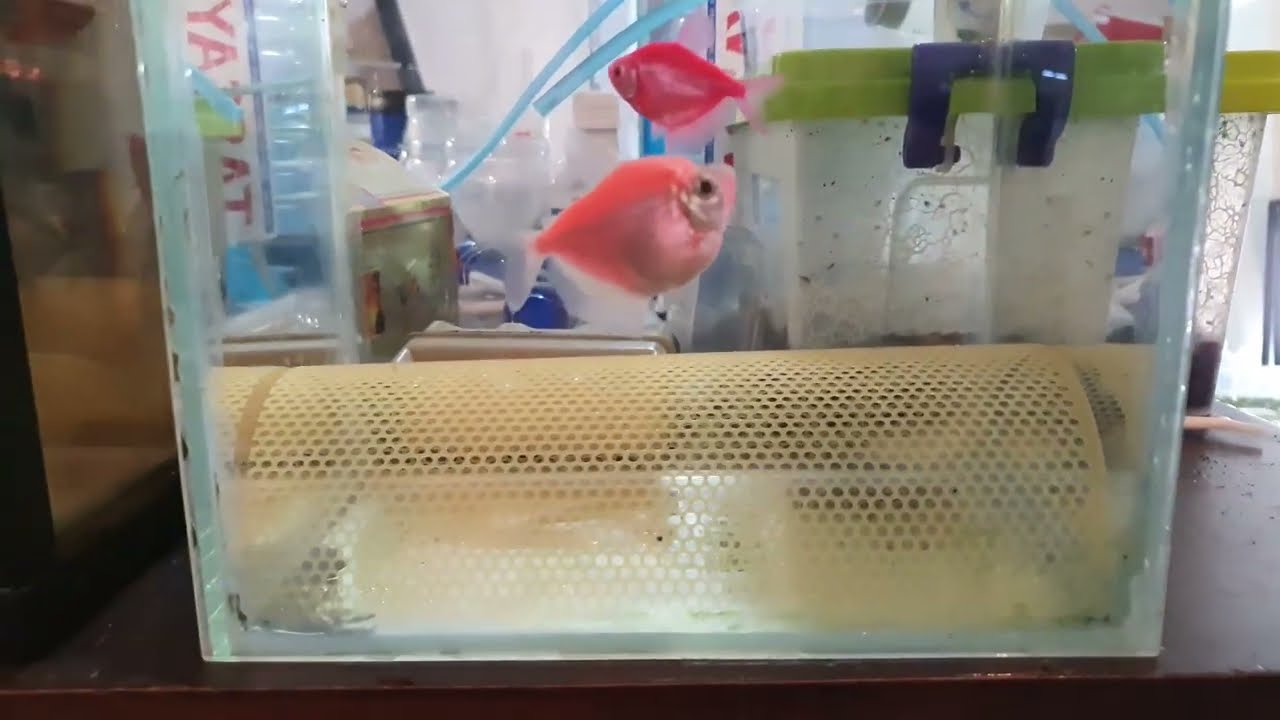 Нерест Тернеций! Не покупайте такой Герметик для клейки аквариума!!!