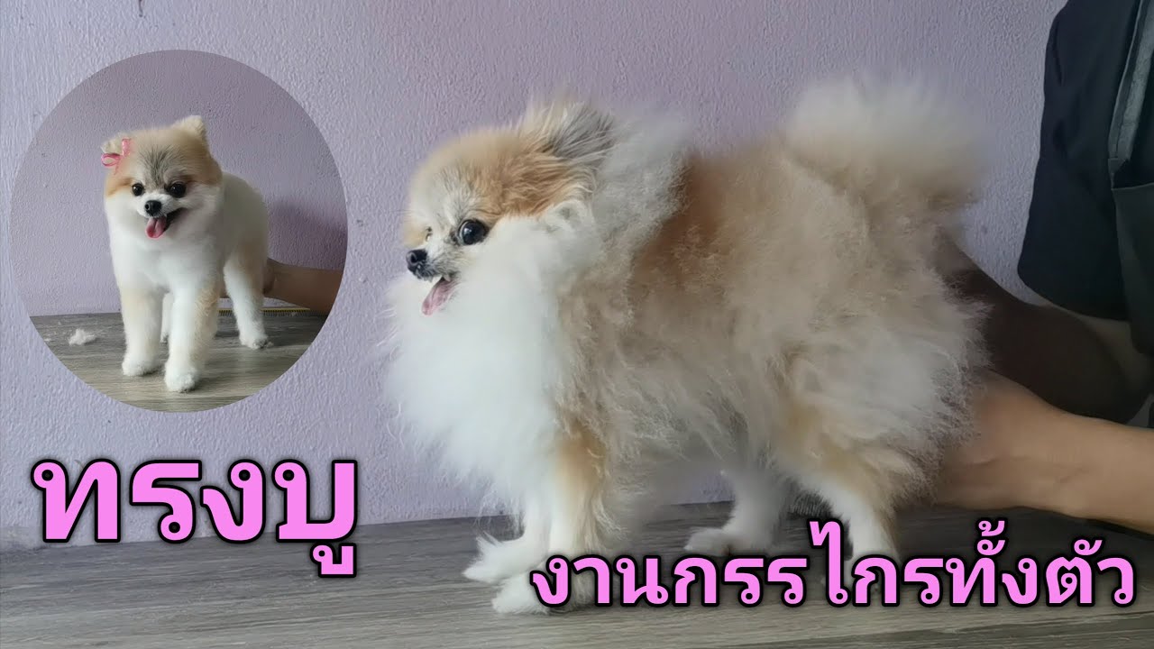 ตัดขนปอมทรงบู​ งานกรรไกรทั้งตัว