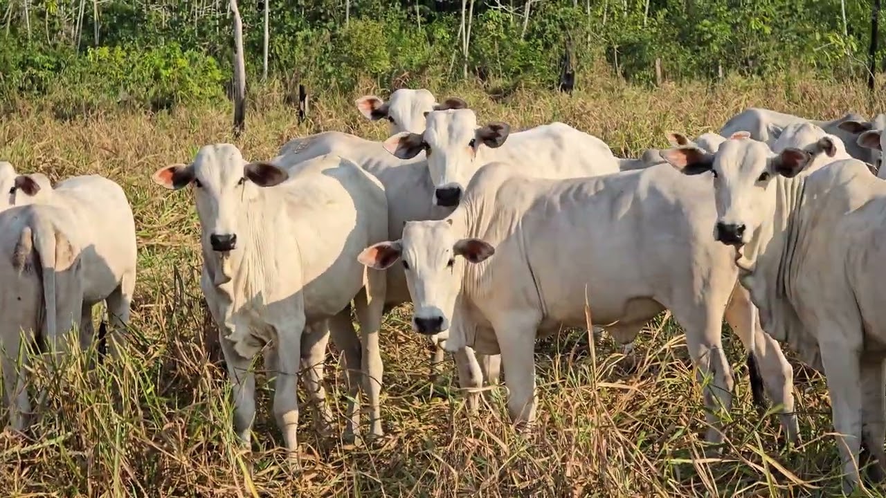Veja quanto meu amigo pagou no hectare em Roraima, aprenda a investir seu capital.