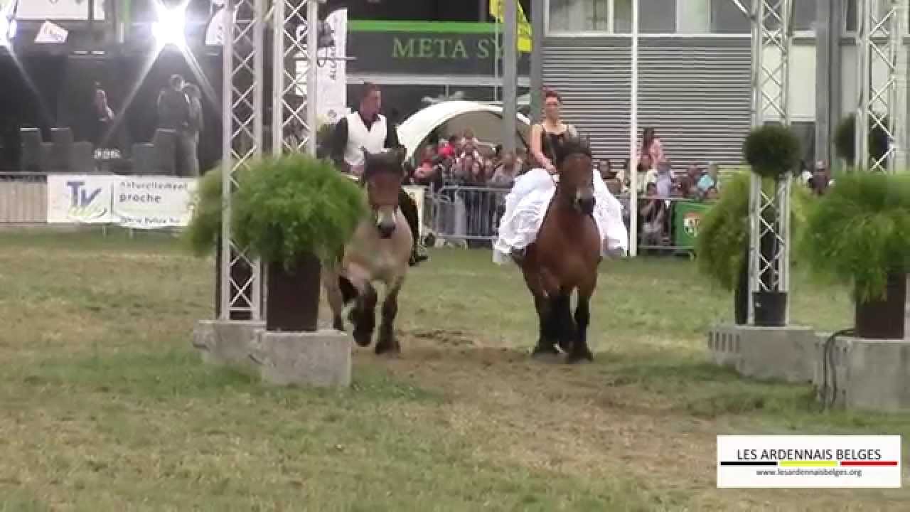 Les Ardennais Belges - Foire Agricole de Libramont 2015 - Show équestre