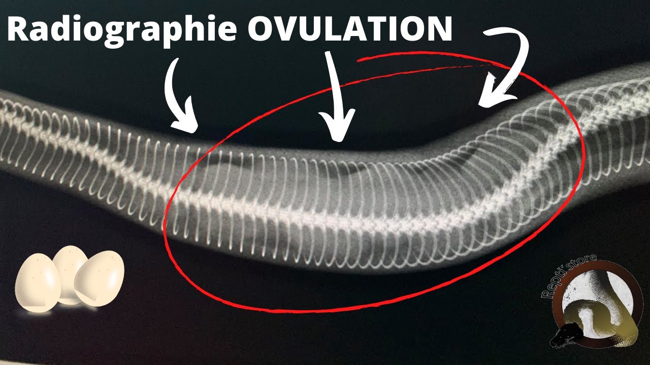 Mon serpent est en OVULATION !!! La reproduction comment ça ce passe ?