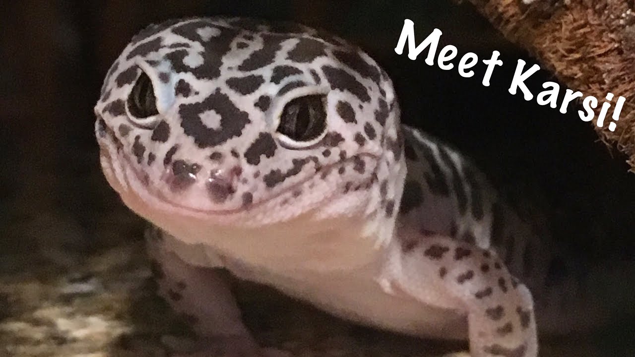 Meet Karsi My West Indian Leopard Gecko