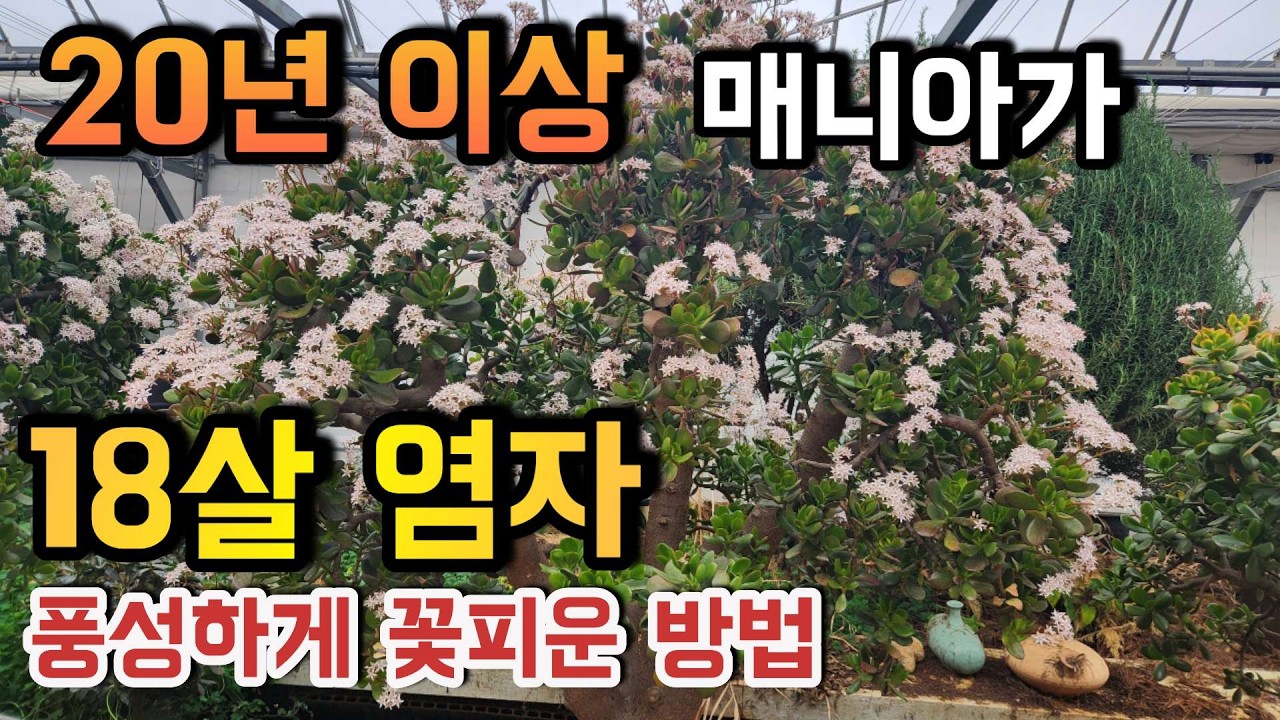 초초초대품 염자꽃 만발!! 20년 이상 다육 고수의 숨겨진 식물, 18년 염자 꽃 실물 공개 ㅣ#예궁원 염자꽃 염자키우기 염자물주는법ㅣ#신쌤의다다육선