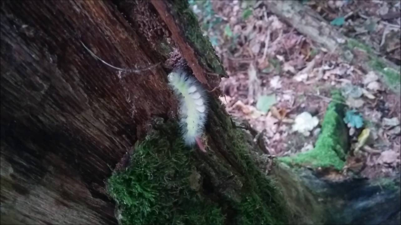 Rotschwanz, Buchenstreckfu&szlig;