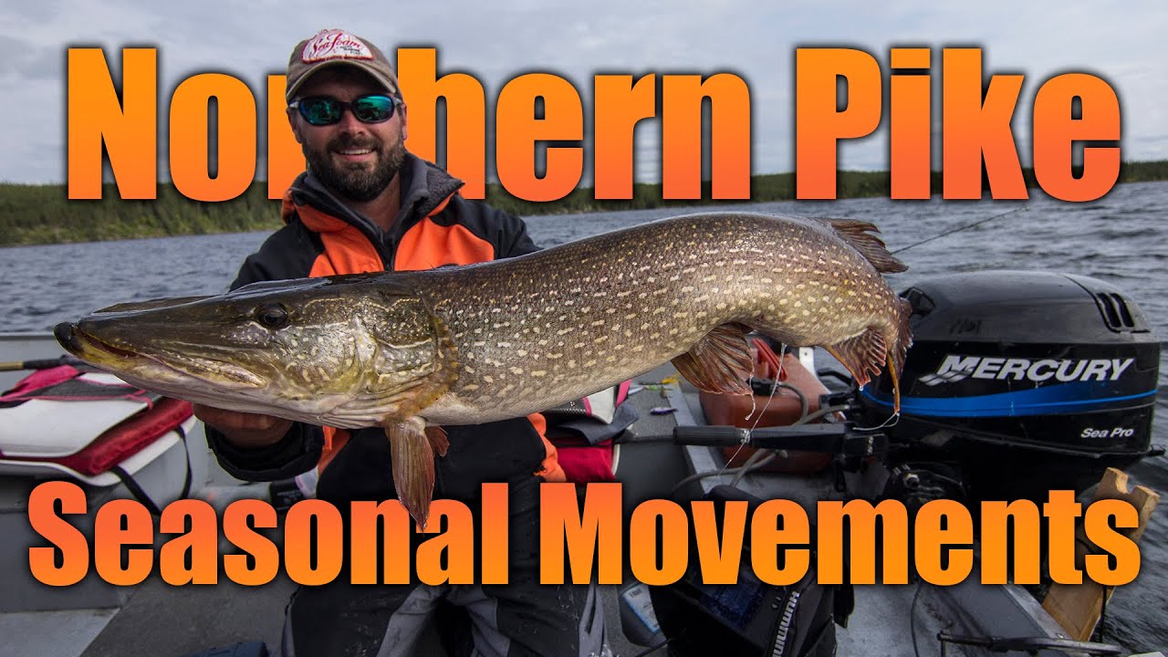 Northern Pike &mdash; Seasonal Movements