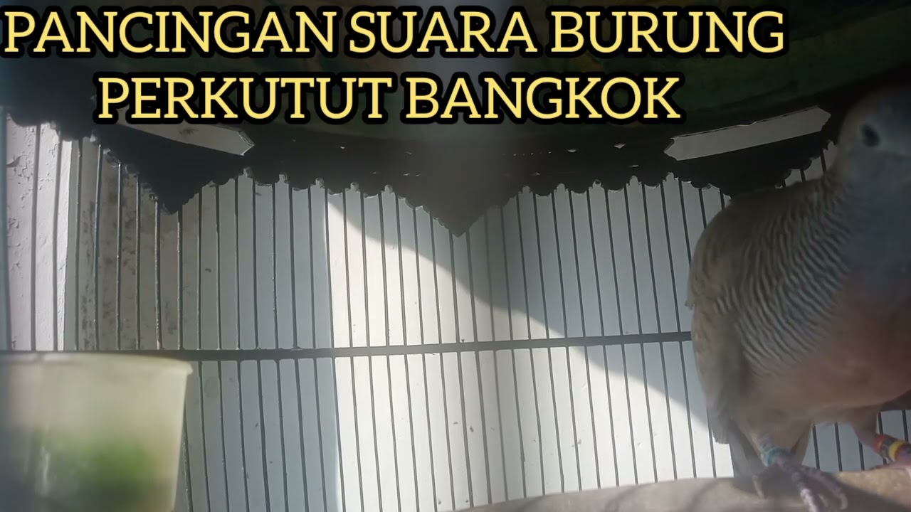 PANCINGAN SUARA BURUNG PERKUTUT BANGKOK MANGGUNG GACOR